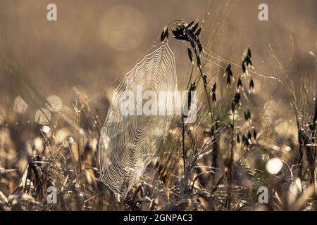 Typische Orbweaver (Araneinae), Spinnennetz mit Morgentau in einem Haferfeld im Hintergrund, Deutschland, Bayern Stockfoto