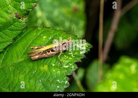 Gewöhnliche Feldgrasschrecke (Chorthippus brunneus) eine gewöhnliche grün-braune Insektenart, die in Feldern, Wiesen, Hecken und Gärten gefunden wird, Stock Photo image Stockfoto