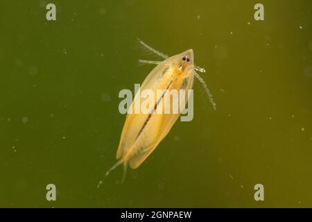 Ostklammschnauzling (Limnadia lenticularis), Schwimmen, Vorderansicht, Deutschland, Bayern Stockfoto