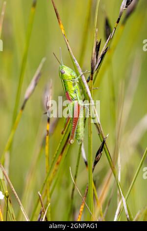 Kleine Goldgrasschrecke (Chrysokraon brachypterus, Euthystira brachyptera), weiblich, Deutschland, Bayern Stockfoto