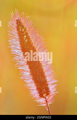 Flaschengras, grünes Borstengras, grüner Fuchsschwanz (Setaria viridis), Blütenstand im Gegenlicht, Deutschland, Nordrhein-Westfalen Stockfoto