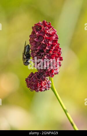 Großer burnett (Sanguisorba officinalis, Sanguisorba major), Blütenstand mit Fliege, Deutschland, Bayern, Erdinger Moos Stockfoto