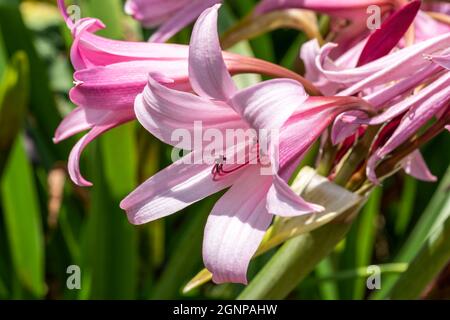 Crinum x Powellii eine im Sommer herbstlich blühende Zwiebelpflanze mit einer rosa Trompete ähnlichen Sommerblume, die allgemein als Sumpflilie bekannt ist, Stock Photo im Stockfoto