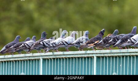 Haustaube, Wildtaube (Columba livia f. domestica), viele Tauben sitzen auf einem Brückengeländer, Deutschland, Bayern Stockfoto