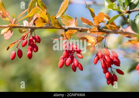 Gemeine Berberbeere, Europäische Berberis vulgaris, Zweig mit Früchten, Deutschland, Bayern Stockfoto