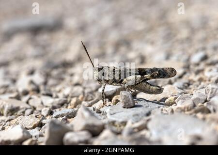 Schlanke, blau geflügelte Heuschrecke, schlanke, blau geflügelte Heuschrecke, blau geflügelte Heuschrecke (Sphingonotus caerulans), Männchen auf Schotterweg, Deutschland, Bayern Stockfoto