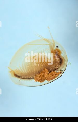 Ostmuschel-Garnele (Limnadia lenticularis), Weibchen mit Eiern in der Zuchtkammer, Deutschland, Bayern Stockfoto