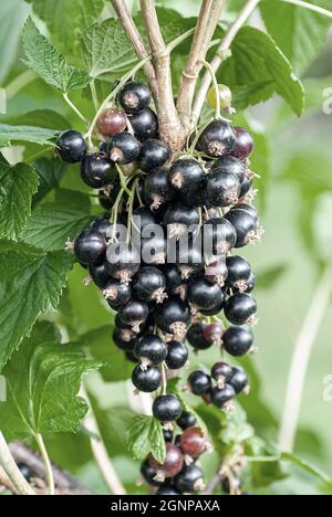 Europäische schwarze Johannisbeere (Ribes nigrum 'Titania', Ribes nigrum Titania), schwarze Johannisbeeren auf einem Strauch, Sorte Titania Stockfoto