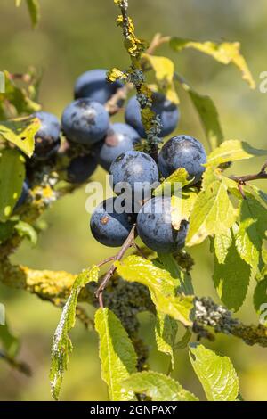 Schlehdorn, Schlehe (Prunus spinosa), mit Früchten, Deutschland, Bayern Stockfoto