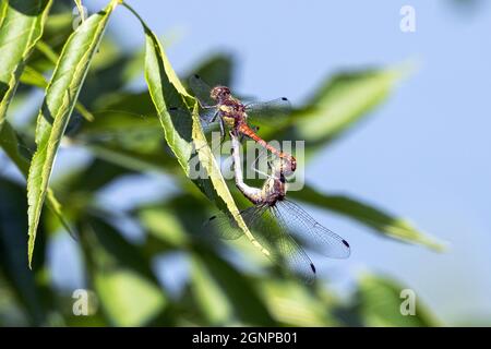 Gewöhnliches Sympetrum, gemeiner Darter (Sympetrum striolatum), Gegenrad, Deutschland, Bayern Stockfoto