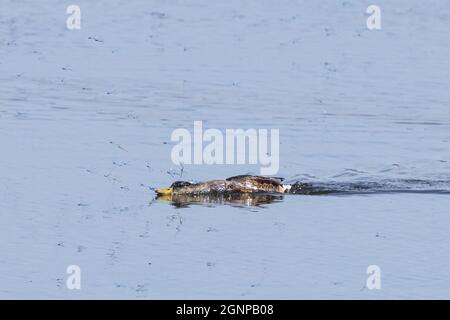 mallard (Anas platyrhynchos), der während der Eiablagerung blaue Damselfliegen jagte, Deutschland, Bayern Stockfoto