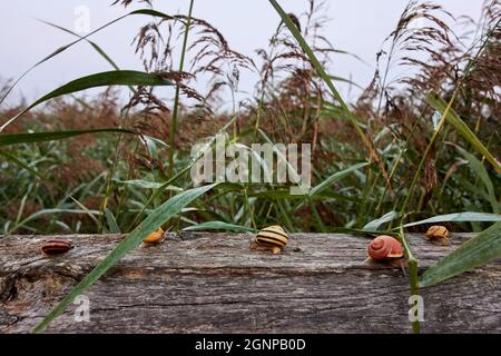 Banded Grove Schnecken (Cepaea nemoralis) auf Holzgeländer im Schilf. Stockfoto