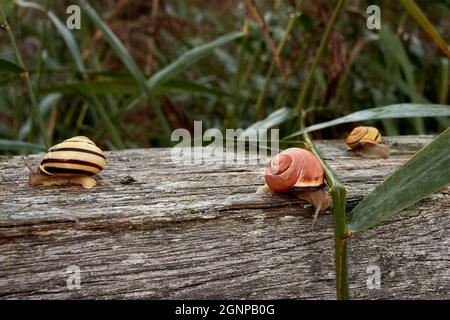 Hainschnecken (Cepaea nemoralis) in verschiedenen Farben schleichen auf Holzgeländer im Schilf. Stockfoto