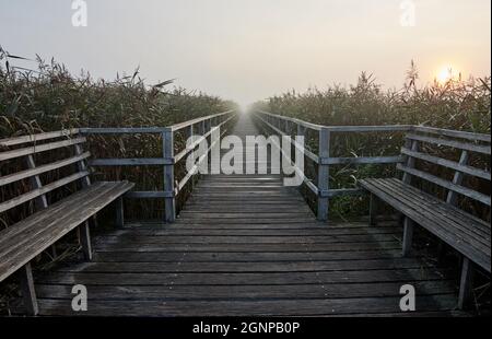 Federseesteg Holzsteg bei Sonnenaufgang in Bad Buchau, Deutschland. Stockfoto