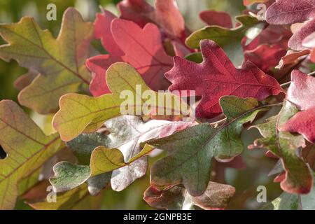 Pfosten Eiche, Eiseneiche (Quercus stellata), Herbstblätter auf einem Ast Stockfoto