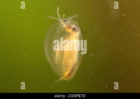 Ostklammschnauzling (Limnadia lenticularis), Schwimmen, Deutschland, Bayern Stockfoto