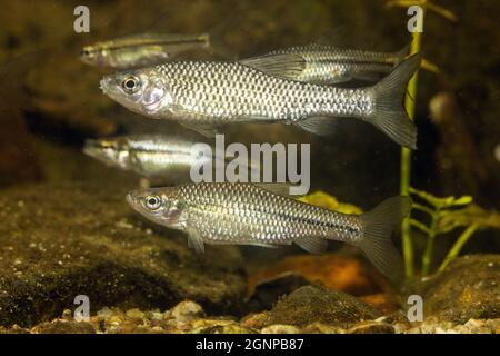 Falscher Harlekin (Pseudorasbora parva), kleine Schule Stockfoto