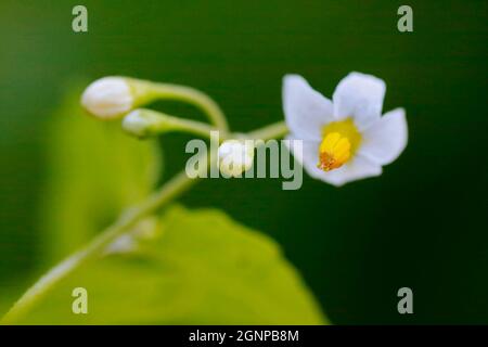 Gewöhnlicher Nachtschatten, Schwarzer Nachtschatten (Solanum nigrum), Blüten und Knospen, Deutschland, Nordrhein-Westfalen Stockfoto