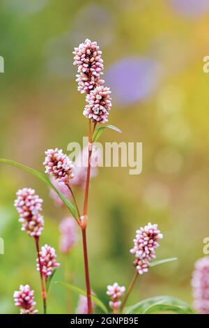 Rotschenkel, Persicaria, Redleg, Damendaumen, gepunkteter Mariendaumen, Gambetta (Polygonum persicaria, Persicaria maculosa), blühend, Deutschland, Nord Stockfoto