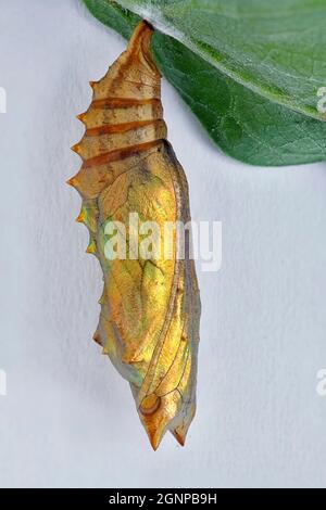 Pfauenschmetterling, Europäischer Pfau (Inachis io, Nymphalis io, Aglais io), Puppe, Deutschland, Nordrhein-Westfalen Stockfoto