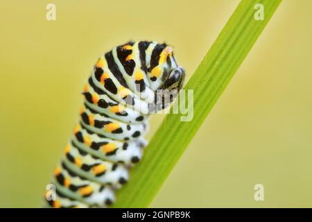 Schwalbenschwanz (Papilio machaon), Raupe auf einem Stamm von Ammi visnaga, Deutschland, Nordrhein-Westfalen Stockfoto