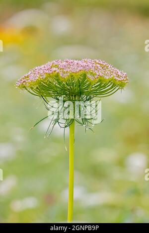 Pick Tooth, Bisnaga, Toothpickweed, Khella (Ammi visnaga, Daucus visnaga), blütenstand, Deutschland, Nordrhein-Westfalen Stockfoto