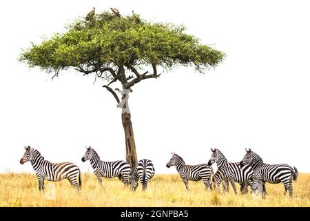 Gemalt mit dem magischen Licht der mara, als wäre es eine Leinwand, eine Gruppe von Zebras Zuflucht vor der Sonne unter einem Akazienbaum von einer Gruppe bewacht Stockfoto
