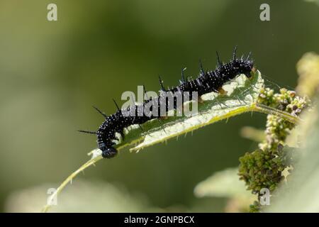 Pfauenschmetterling, Europäischer Pfau (Inachis io, Nymphalis io, Aglais io), Raupe ernährt Brennnesselblatt, Deutschland, Bayern Stockfoto