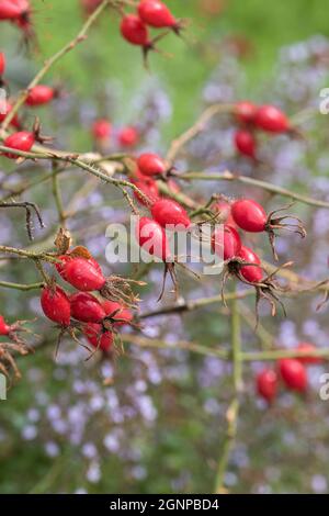 Sweet Briar Rose, Eglantine rose (Rosa Rubiginosa, Rosa Eglanteria), Zweig mit Früchten, Deutschland Stockfoto