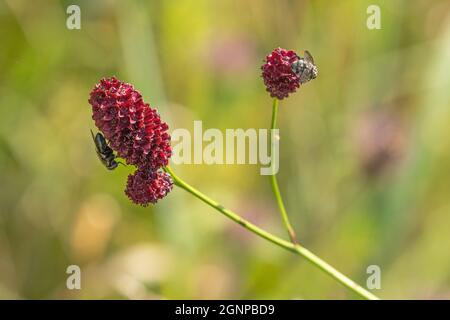 Großer burnett (Sanguisorba officinalis, Sanguisorba major), Blütenstand mit Fliegen, Deutschland, Bayern, Erdinger Moos Stockfoto