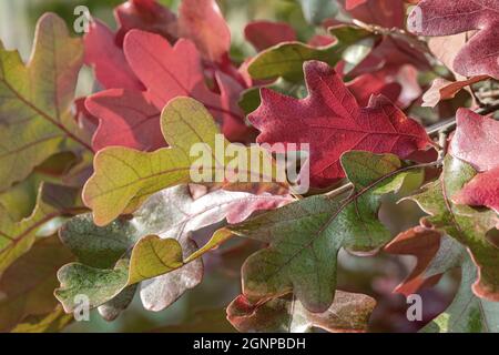 Pfosten-Eiche, Eiseneiche (Quercus stellata), Herbstblätter auf einem Ast, Deutschland Stockfoto