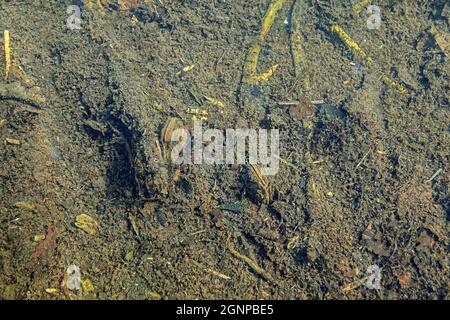 schwanenmuschel (Anodonta cygnea), im schlammigen Seenboden gegraben, Deutschland, Bayern, Eggstaett-Hemhofer Seenplatte Stockfoto