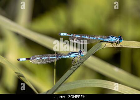 Gemeine blaue Damselfliege, gemeine blaue Damselfliege (Enallagma cyathigera, Enallagma cyathigerum), zwei Männchen im Ausguck, Deutschland, Bayern Stockfoto