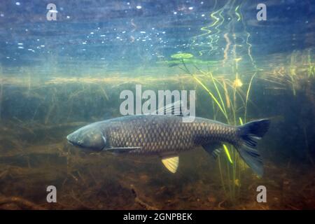 Graskarpfen (Ctenopharyngodon idella), unter Wasser geschossen, Deutschland, Bayern, Eggstaett-Hemhofer Seenplatte Stockfoto