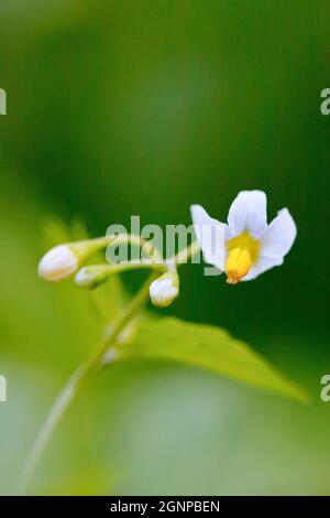 Gewöhnlicher Nachtschatten, Schwarzer Nachtschatten (Solanum nigrum), Blüten und Knospen, Deutschland, Nordrhein-Westfalen Stockfoto