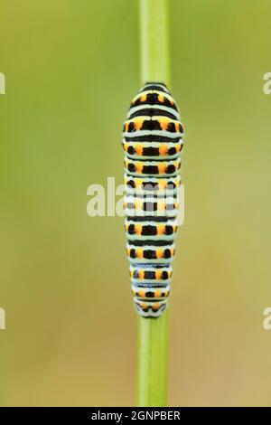 Schwalbenschwanz (Papilio machaon), Raupe auf einem Stamm von Ammi visnaga, Deutschland, Nordrhein-Westfalen Stockfoto