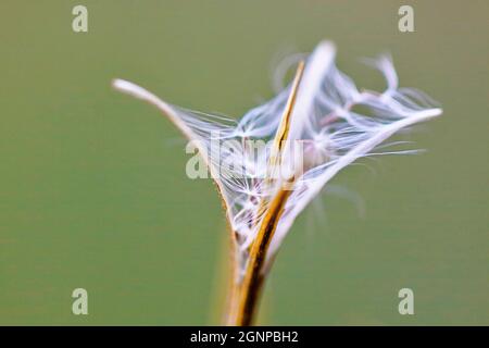 Feuerkraut, blühender sally, Rosebay Weidenkraut, große Weidenkräuter (Epilobium angustifolium, Chamerion angustifolium), Samen in einer offenen Frucht, Deutschland, Stockfoto