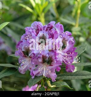 rhododendron (Rhododendron 'Blaue Jungs', Rhododendron Blaue Jungs), Blüten der Sorte Blaue Jungs Stockfoto