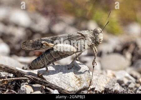 Schlanke, blau geflügelte Heuschrecke, schlanke, blau geflügelte Heuschrecke (Sphingonotus caerulans), Weibchen auf Schotterweg, Deutschland, Stockfoto