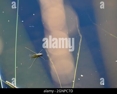 Wasserspinne (Gerridae), die mit Oberflächenspannung auf der Wasseroberfläche läuft, um ihn hochzuhalten, Bild aus vasternorrland schweden. Stockfoto