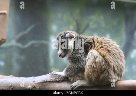 Selektive Fokusaufnahme eines Mungo-Lemurs auf einem Zweig im Zoo Stockfoto