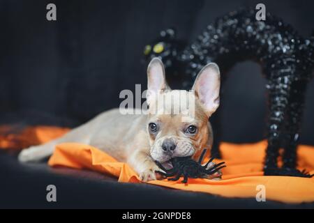 Französischer Bulldog Hund Welpe kaut auf Halloween Deko Spinne auf oranger Decke Stockfoto