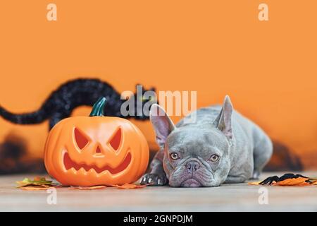 Halloween französischer Bulldogge Hund mit geschnitztem Kürbis, Herbstblättern, Spinne und schwarzer Katze auf orangefarbenem Hintergrund mit Kopierfläche Stockfoto