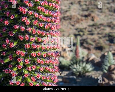 Blumen auf einer Büglanz-Pflanze auf Teneriffa (endemisch auf den Kanarischen Inseln) Stockfoto