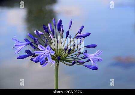 Purple Agapanthus (afrikanische Lilie) Blume am Teich im viktorianischen Weston Walled Paradise Garden im RHS Garden Bridgewater, Worsley, Manchester. Stockfoto