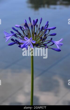 Purple Agapanthus (afrikanische Lilie) Blume am Teich im viktorianischen Weston Walled Paradise Garden im RHS Garden Bridgewater, Worsley, Manchester. Stockfoto