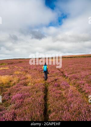 Ein Junge auf einem Solo-Spaziergang folgt einer einsamen Spur durch lebendige Heidekraut auf offenem Moor, mit wehenden Wolken und es ist ein Sommertag Stockfoto