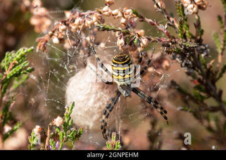 Wespenspinne (Argiope bruennichi), die ihren Eiersack unter Heidekraut bewacht, im September in Hampshire, Großbritannien Stockfoto