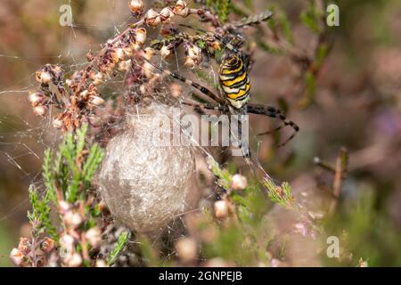 Wespenspinne (Argiope bruennichi), die ihren Eiersack unter Heidekraut bewacht, im September in Hampshire, Großbritannien Stockfoto