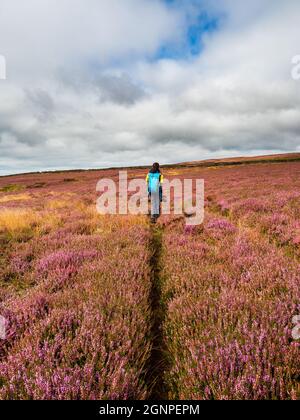 Ein Junge auf einem Solo-Spaziergang folgt einer einsamen Spur durch lebendige Heidekraut auf offenem Moor, mit wehenden Wolken und es ist ein Sommertag Stockfoto